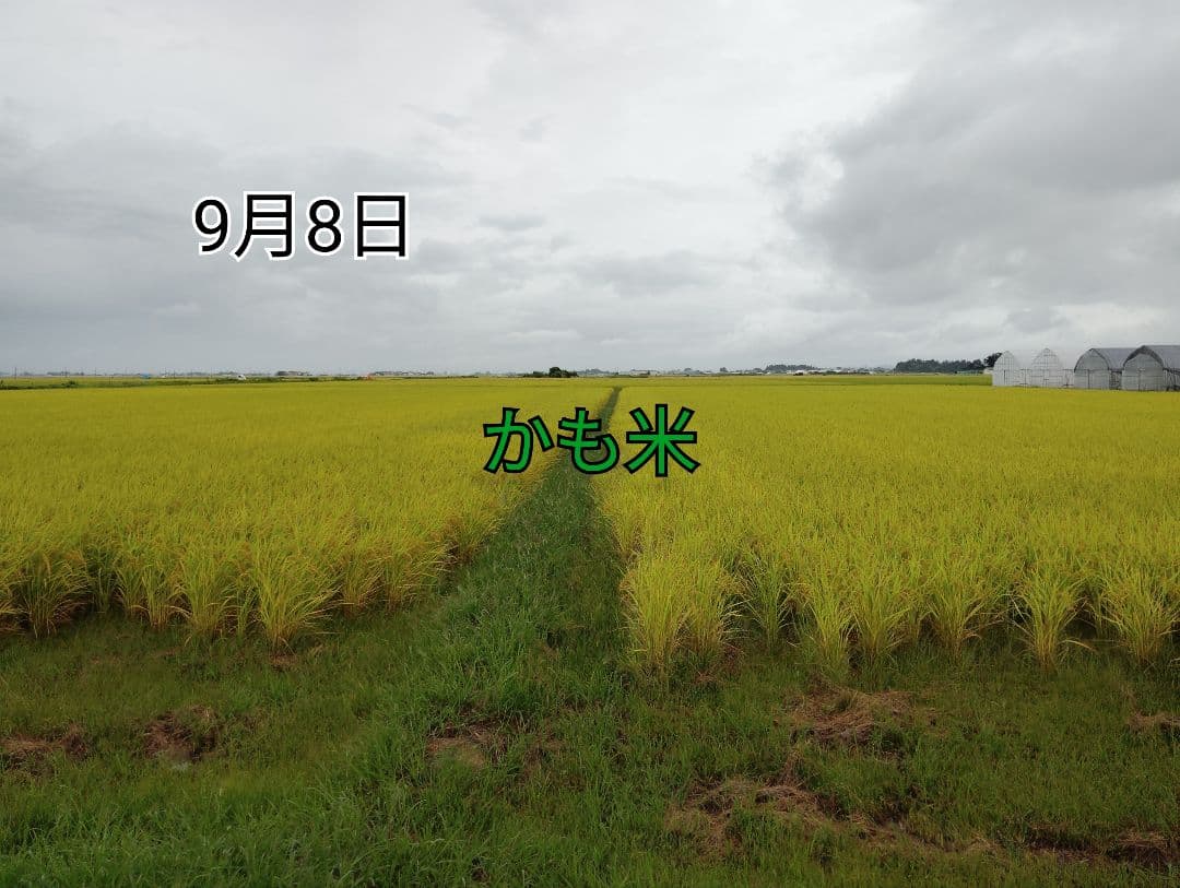 無農薬米新潟県産コシヒカリ10k