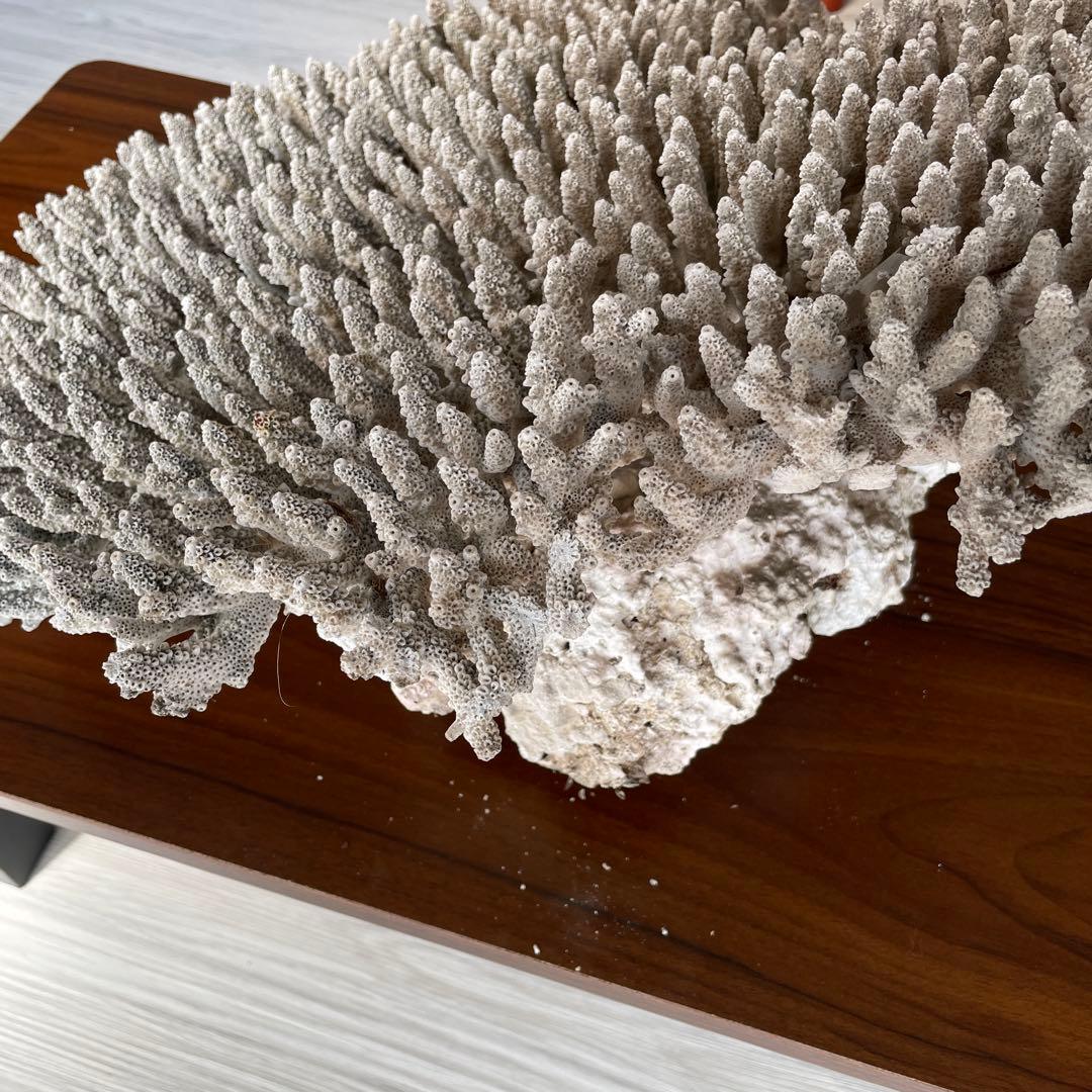 珊瑚 天然 大型 約50×35cm 約8kg インテリア オブジェ