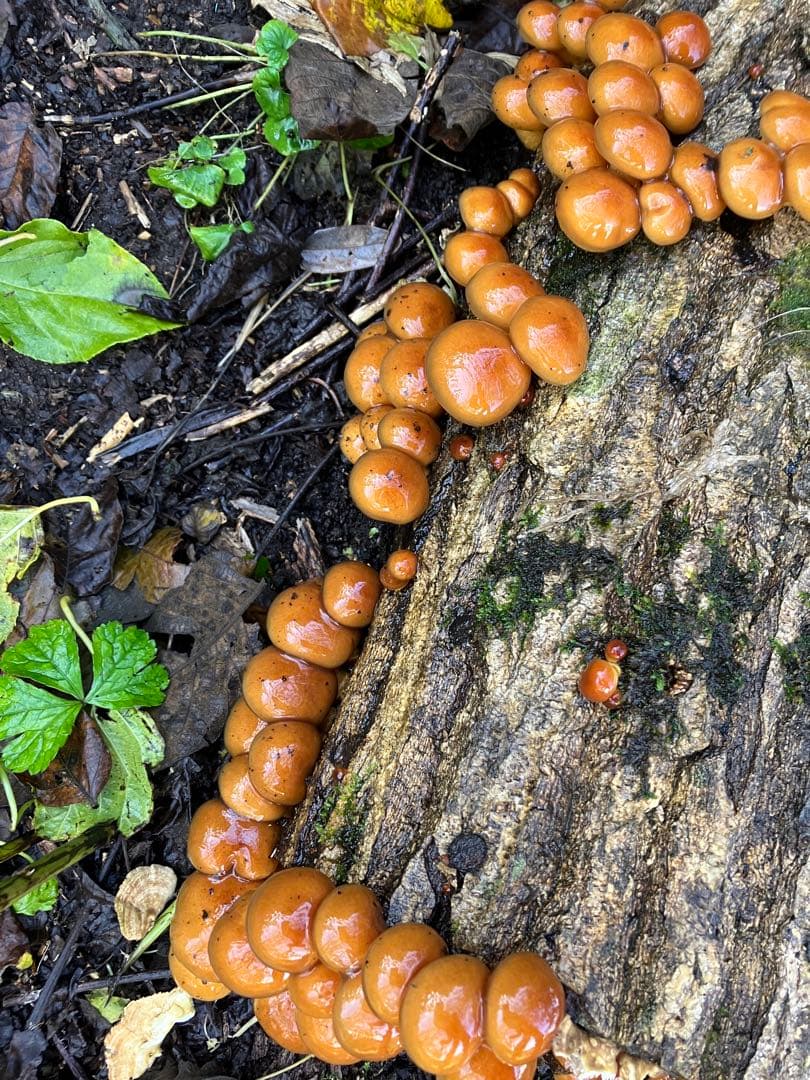 秋田県産肉厚ぷりぷりなめこ3キロ下処理済み
