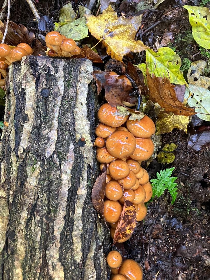 秋田県産肉厚ぷりぷりなめこ3キロ下処理済み