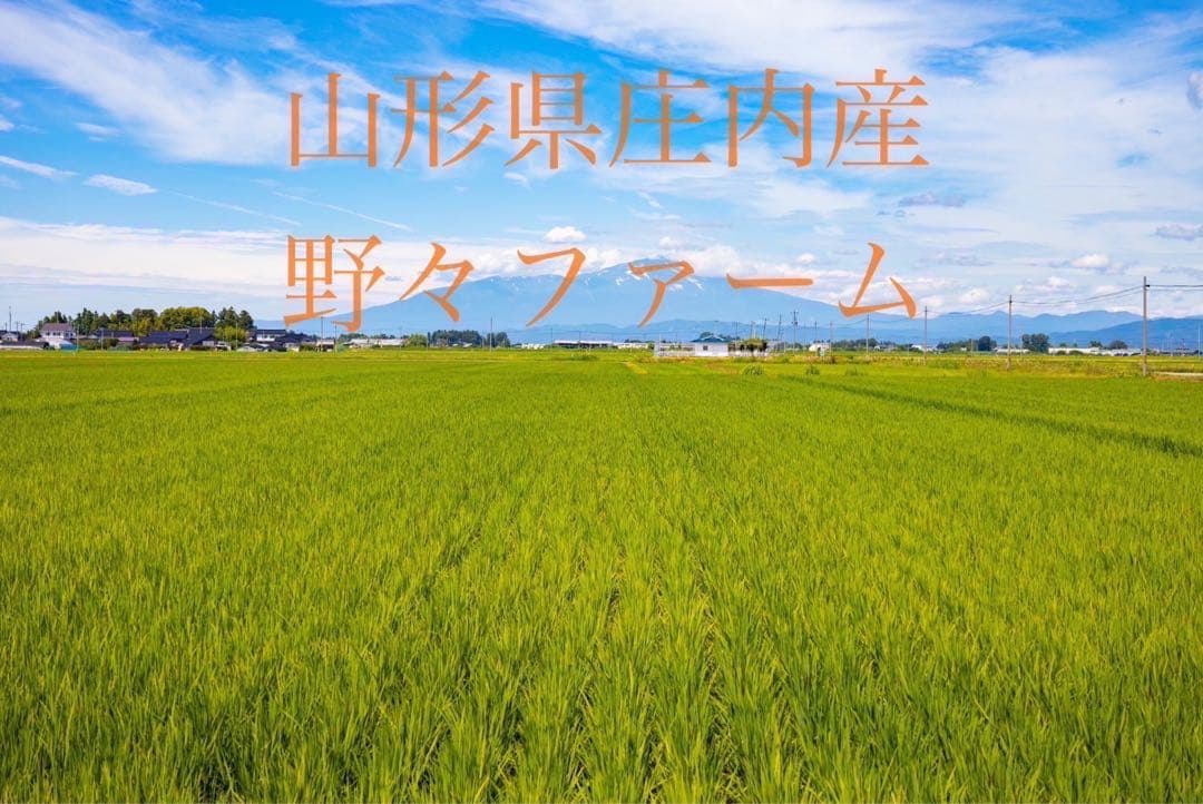 ササニシキ　玄米10kg 令和7年　山形　特別栽培米