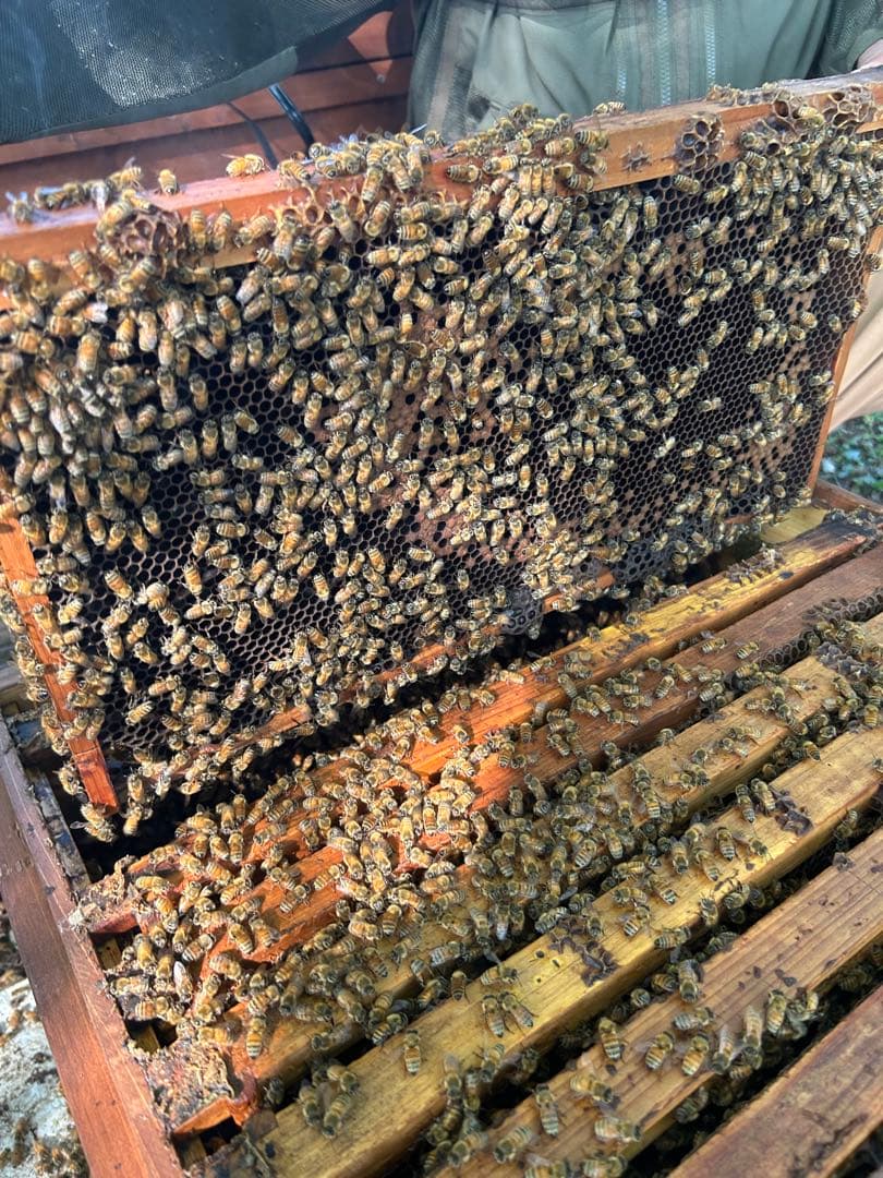 信州産　アカシアはちみつ 1,200g×2本　これでアカシアは終わりです