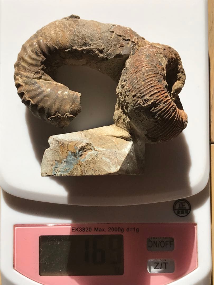 【限定価格】マダガスカル産　異常巻きアンモナイト化石（ノストセラス）　稀少