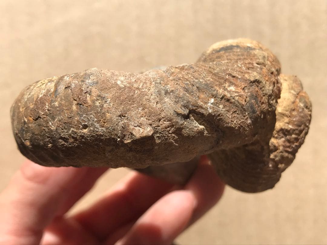 【限定価格】マダガスカル産　異常巻きアンモナイト化石（ノストセラス）　稀少