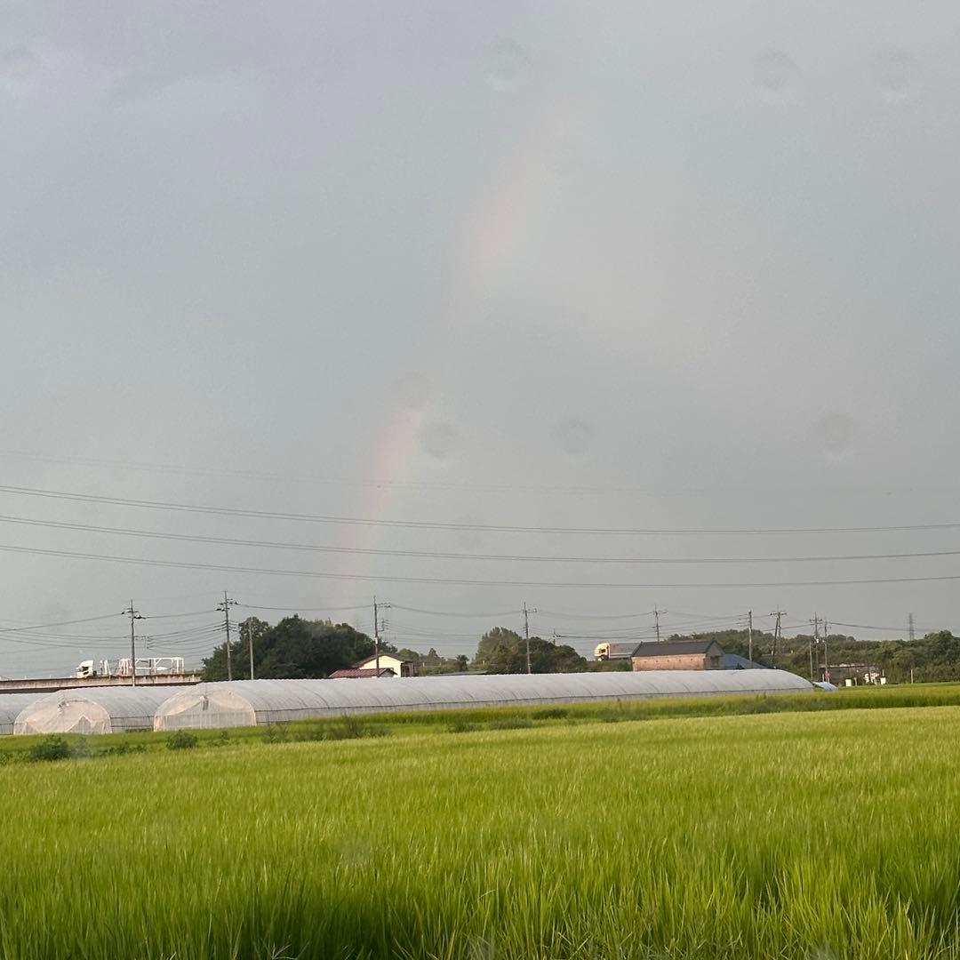 令和7年産　コシヒカリ　精米10kg