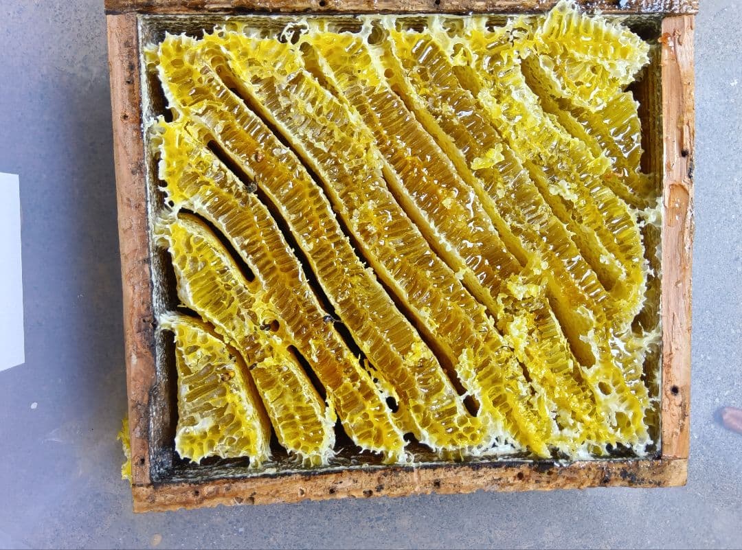 南国土佐の百花蜜　 ニホンミツバチ蜂蜜 純粋　無加工　1170g1本