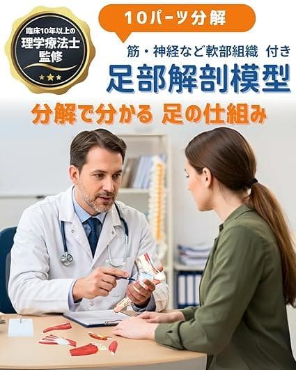足部解剖模型 軟部組織付き 人体模型 足関節 10パーツ 等身大 足骨模型