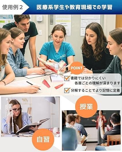 足部解剖模型 軟部組織付き 人体模型 足関節 10パーツ 等身大 足骨模型
