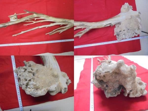 AKa6951　深海松　原木　レインボーコーラル　貝殻付　珍品　希少