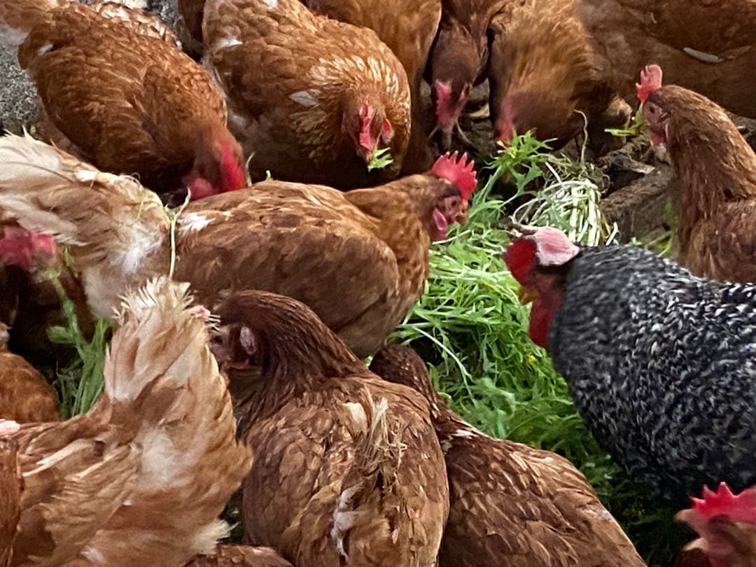 270個入　佐伯養鶏の朝採れ平飼い卵　大分県産
