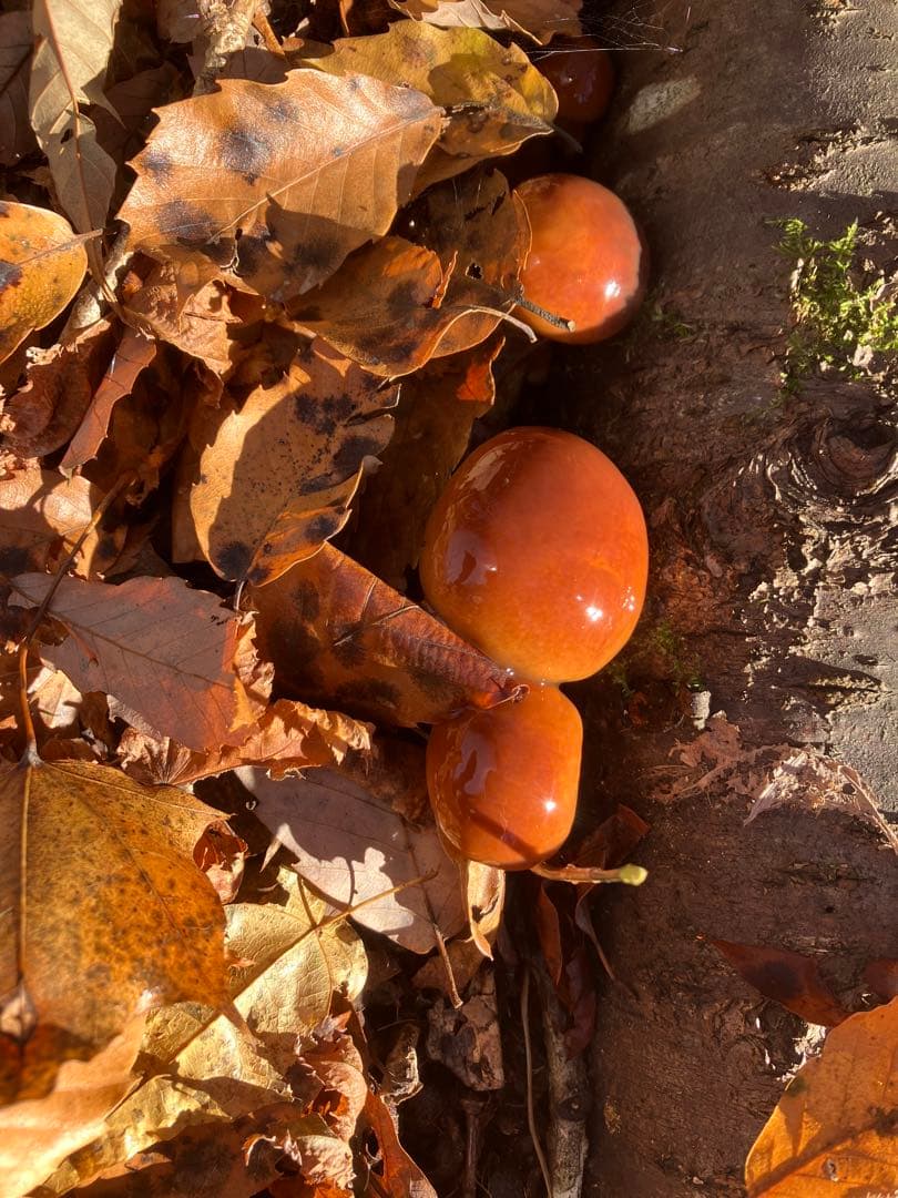 kantora 秋田県産肉厚ぷりぷりなめこ