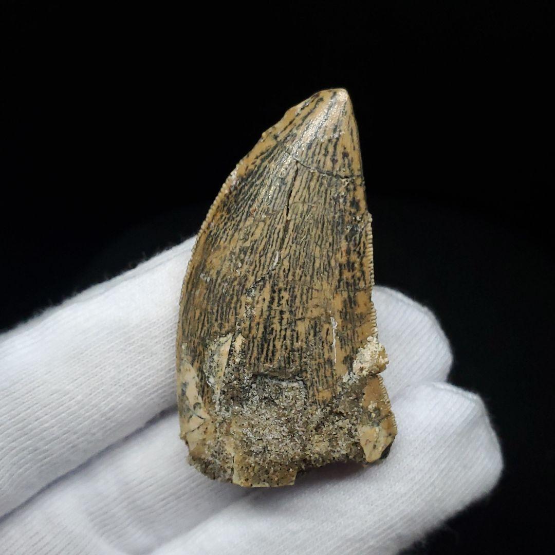 極上 カルカロドントサウルス 歯 化石 本物 モロッコ 42.92mm fca6