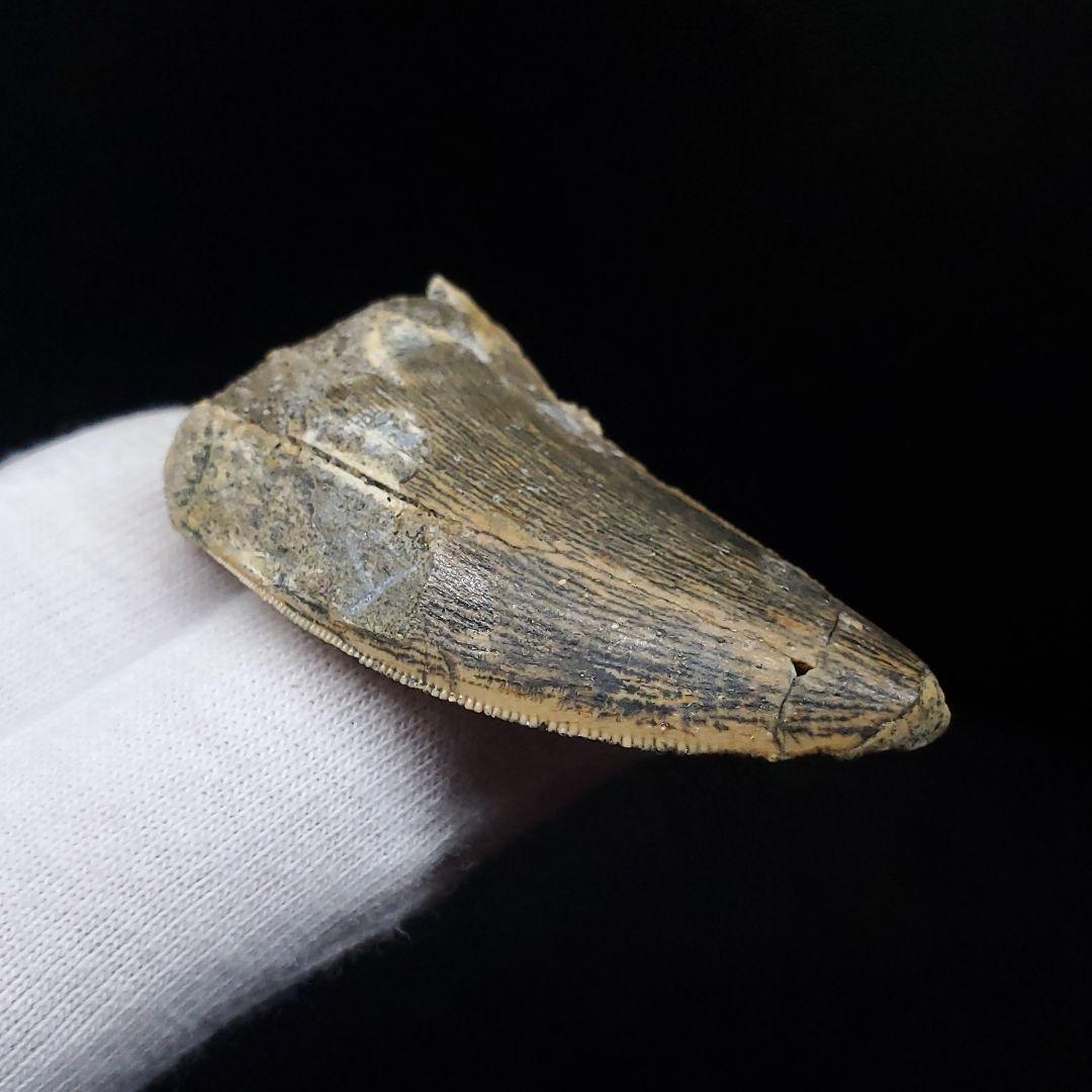 極上 カルカロドントサウルス 歯 化石 本物 モロッコ 42.92mm fca6