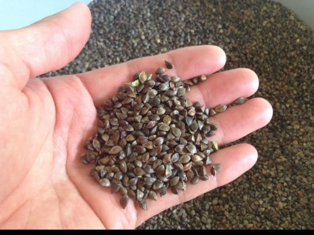 国産　玄そば　蕎麦　20kg