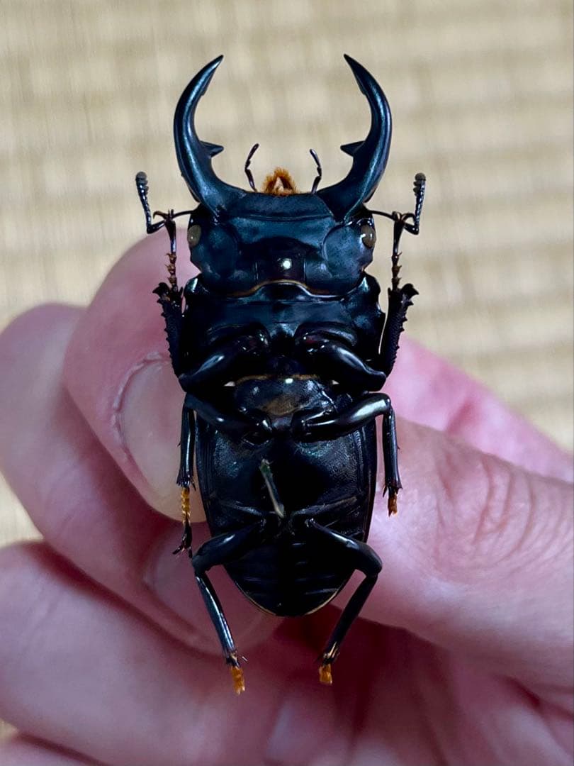 W*a様 オオクワガタ樹液採集個体B品標本3頭セット