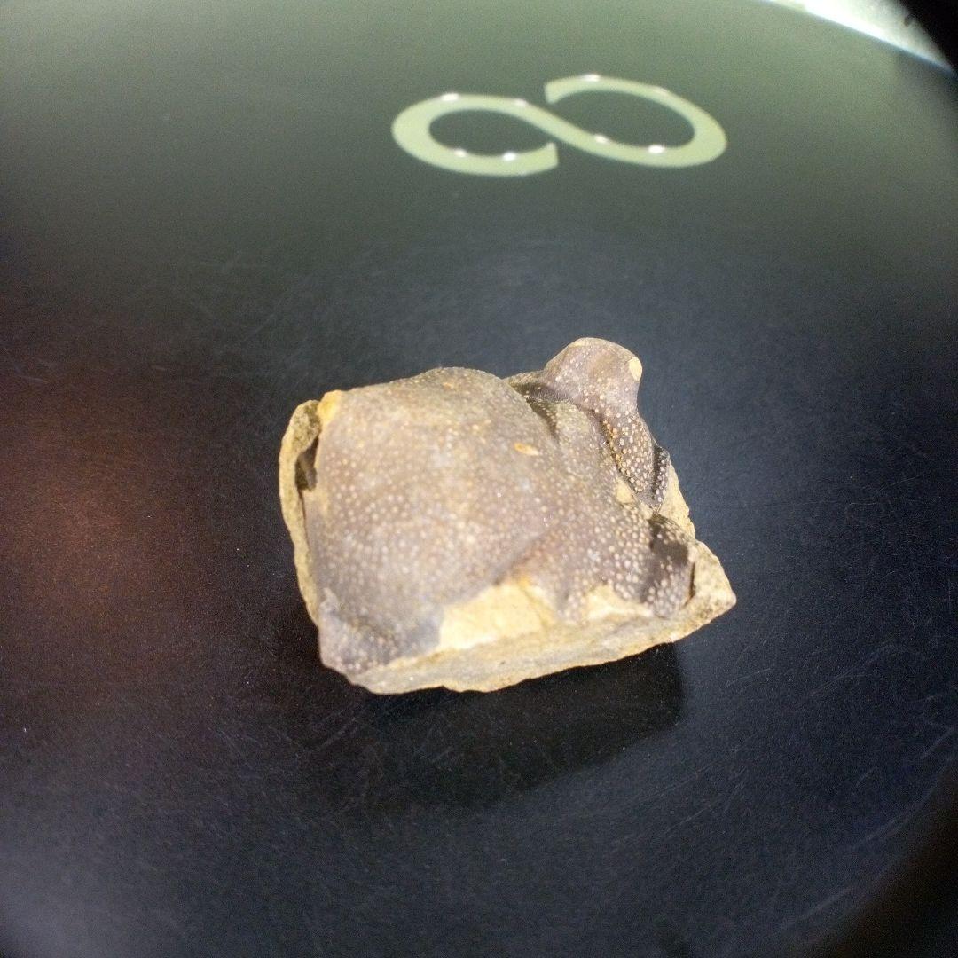 三葉虫　南米産　化石　fossil　ボリビア産　trilobite　南米化石郡⑦