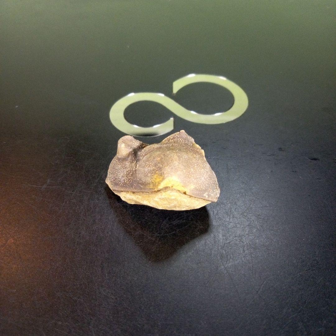 三葉虫　南米産　化石　fossil　ボリビア産　trilobite　南米化石郡⑦