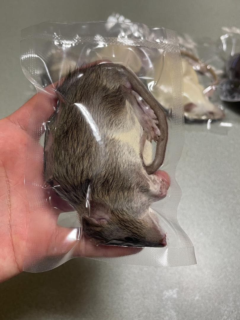 冷凍ラット　各サイズ