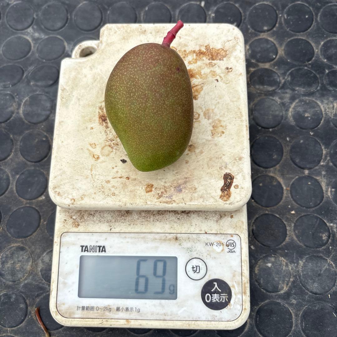 摘果マンゴー 2/6❶