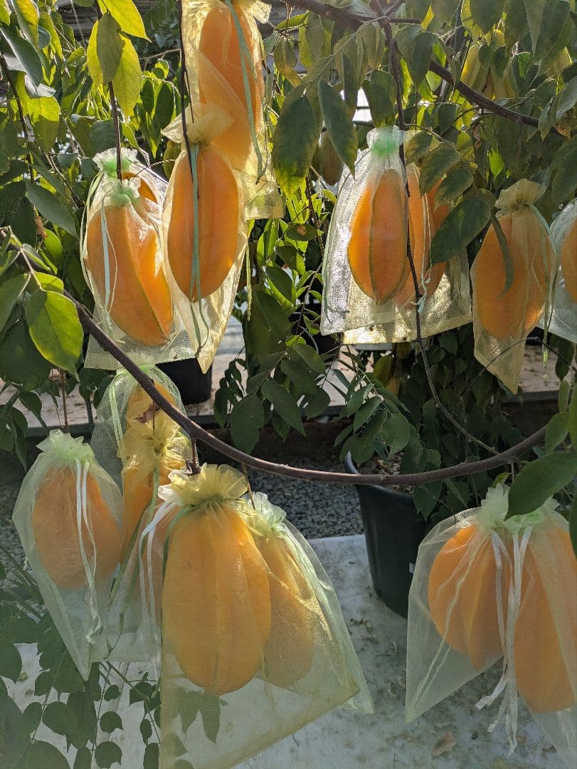 専用２キロ　スターフルーツ STAR FRUIT 熊本産 産地直送