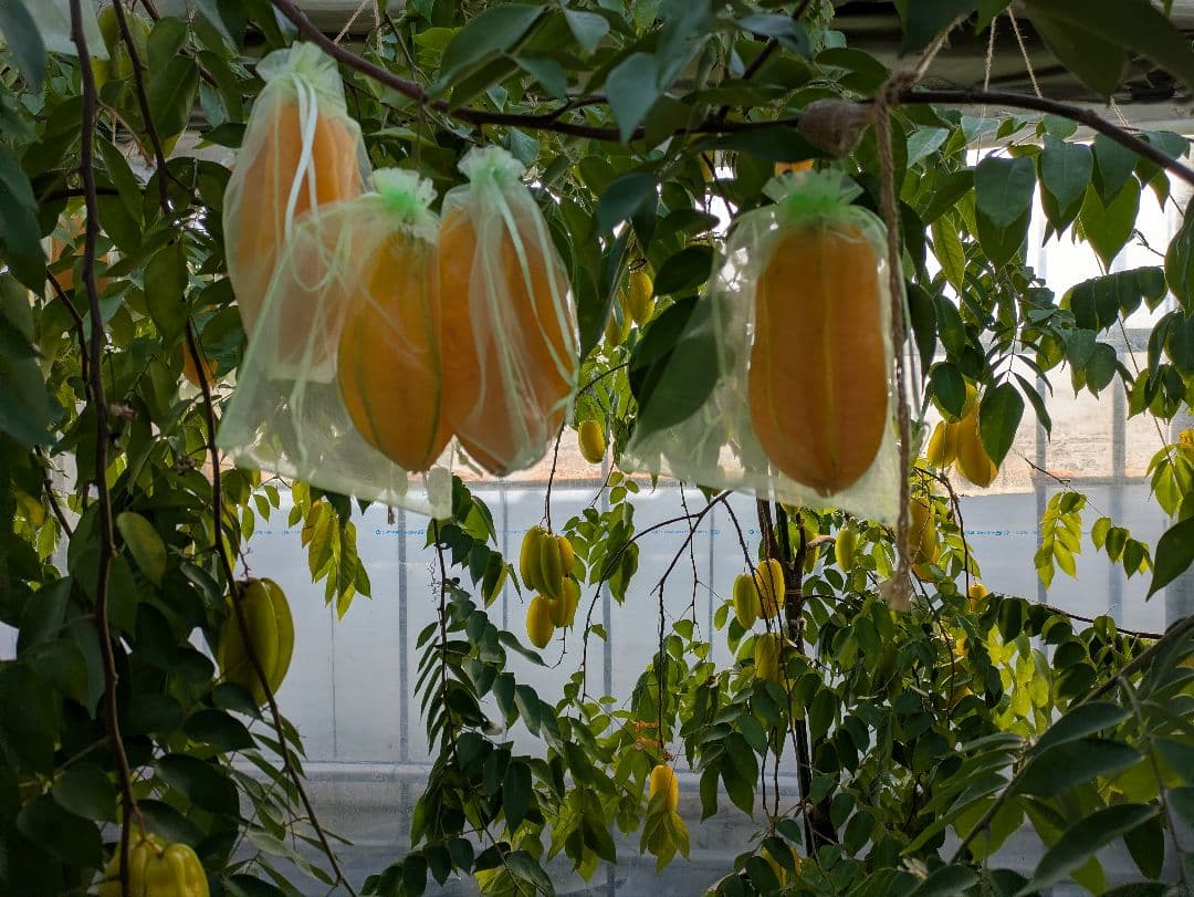 専用２キロ　スターフルーツ STAR FRUIT 熊本産 産地直送