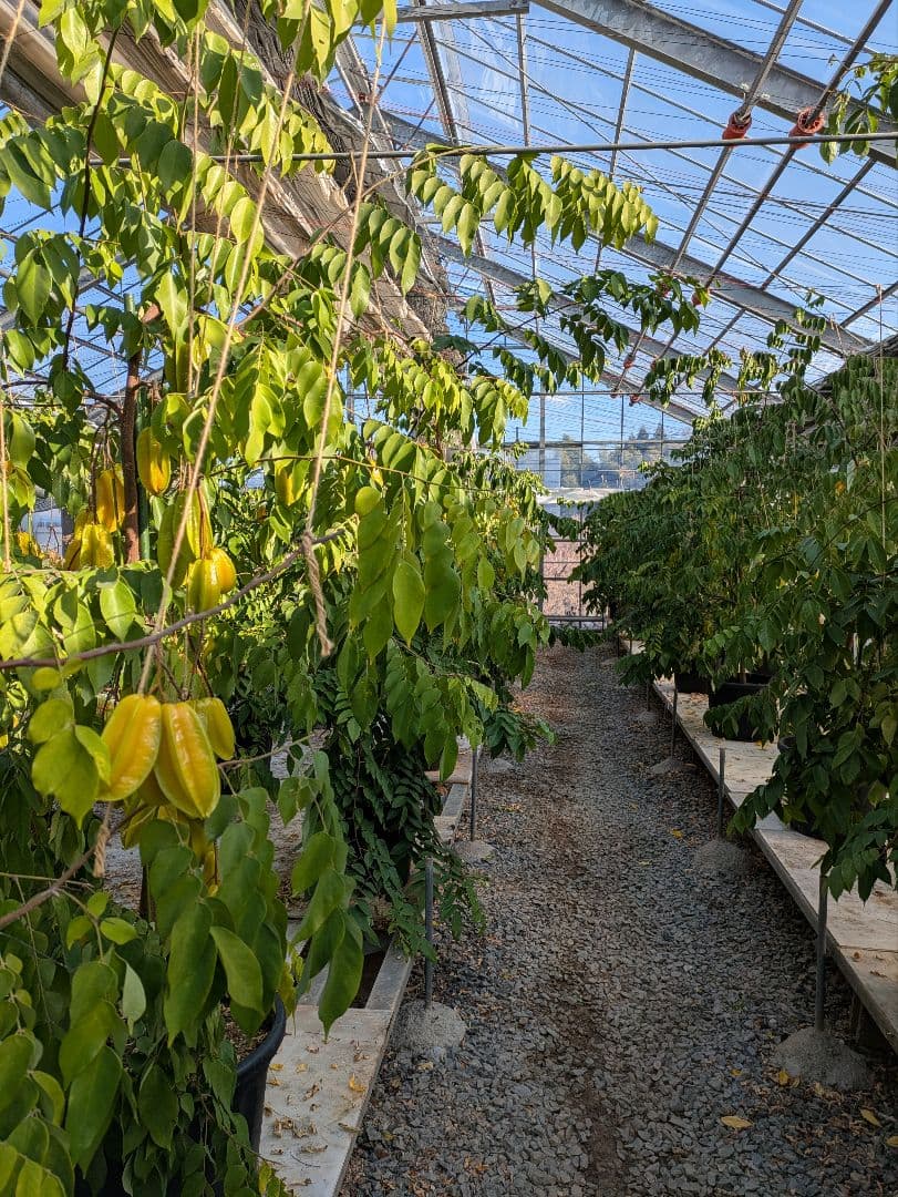 専用２キロ　スターフルーツ STAR FRUIT 熊本産 産地直送