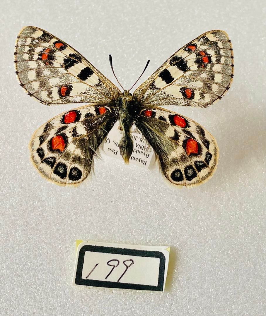 パルナシウス・アッコ・モリタイ（1オス、中国青海省）