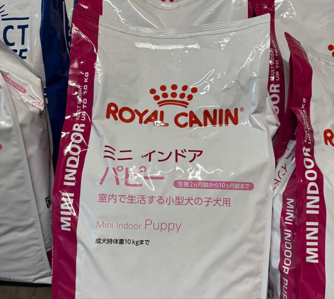 ロイヤルカナン　ミニインドアパピー　10kg 在庫2