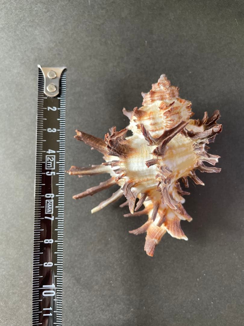 【極美品】天然 貝殻 5点豪華セット（オウムガイ・ホネガイ・シノマキガイ他）