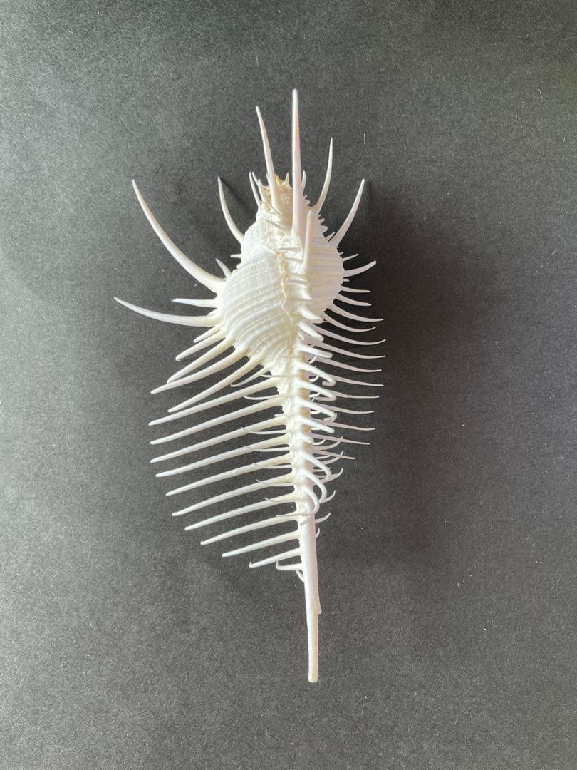 【極美品】天然 貝殻 5点豪華セット（オウムガイ・ホネガイ・シノマキガイ他）