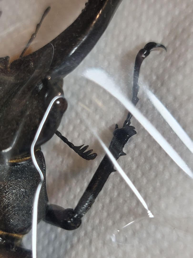 野外品　ケルブスミヤマ　クワガタ 標本