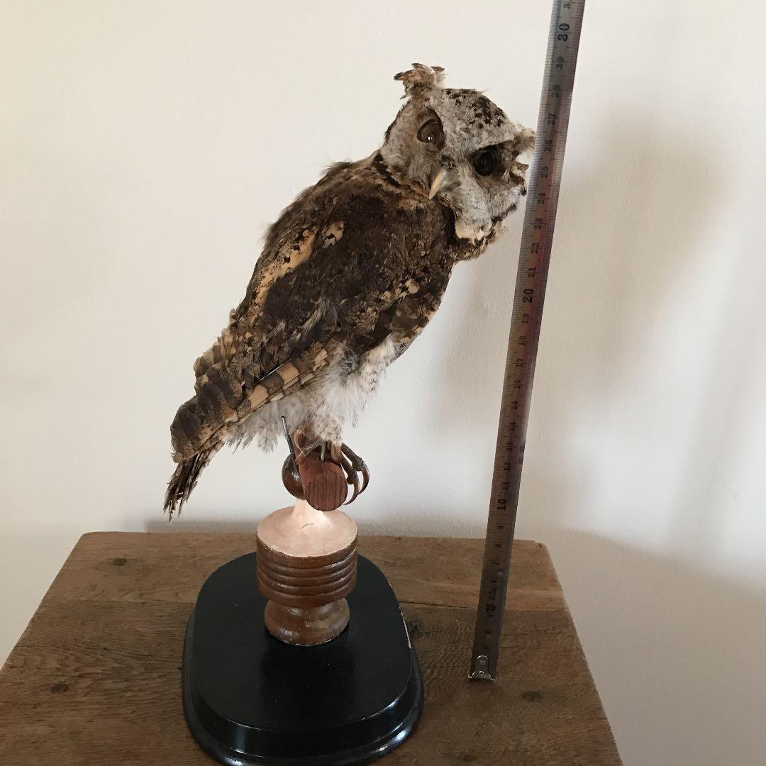 ビンテージ アンティーク　アトリエ　鳥オブジェ　レトロ　理科室