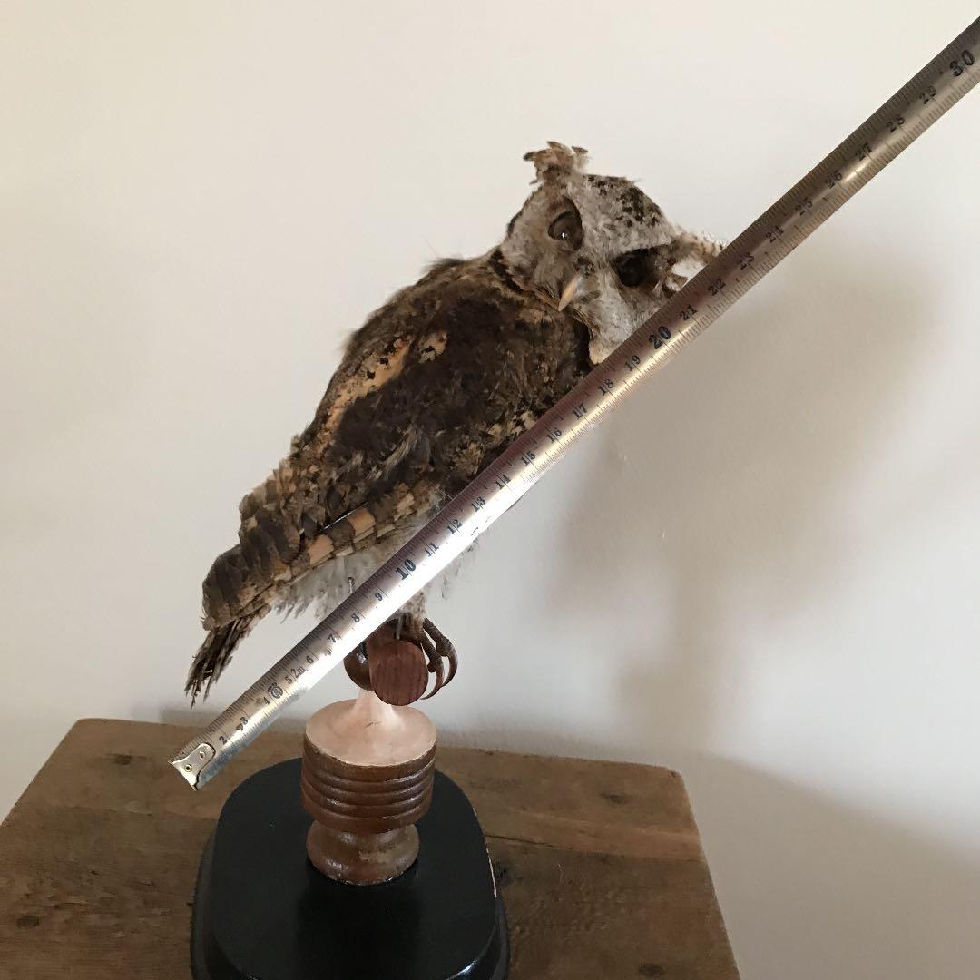 ビンテージ アンティーク　アトリエ　鳥オブジェ　レトロ　理科室