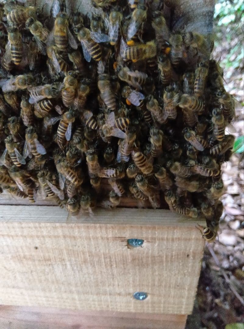 南国土佐の百花蜜　ニホンミツバチ蜂蜜100%　無添加　無加工　タレ蜜