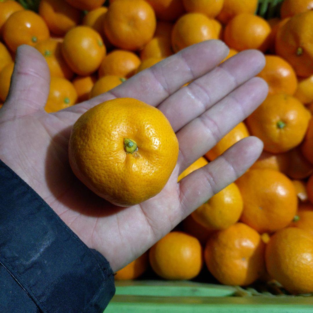 マリン専用 お問合せ用 木塾宮川早生 3S〜2S 15-0