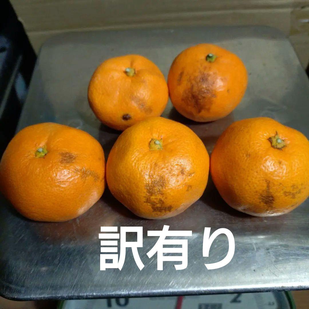 マリン専用 お問合せ用 木塾宮川早生 3S〜2S 15-0