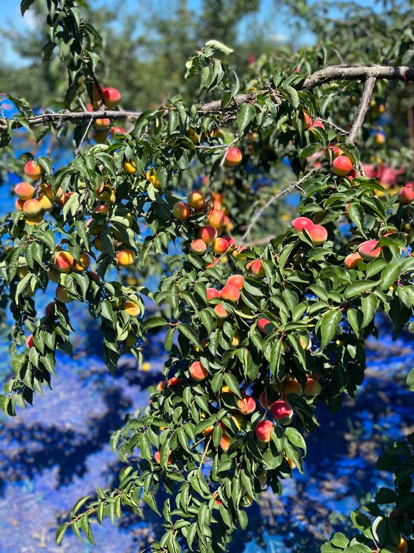 紀州産 完熟つぶれ梅干　白干し梅 無添加　無選別　10kg入り