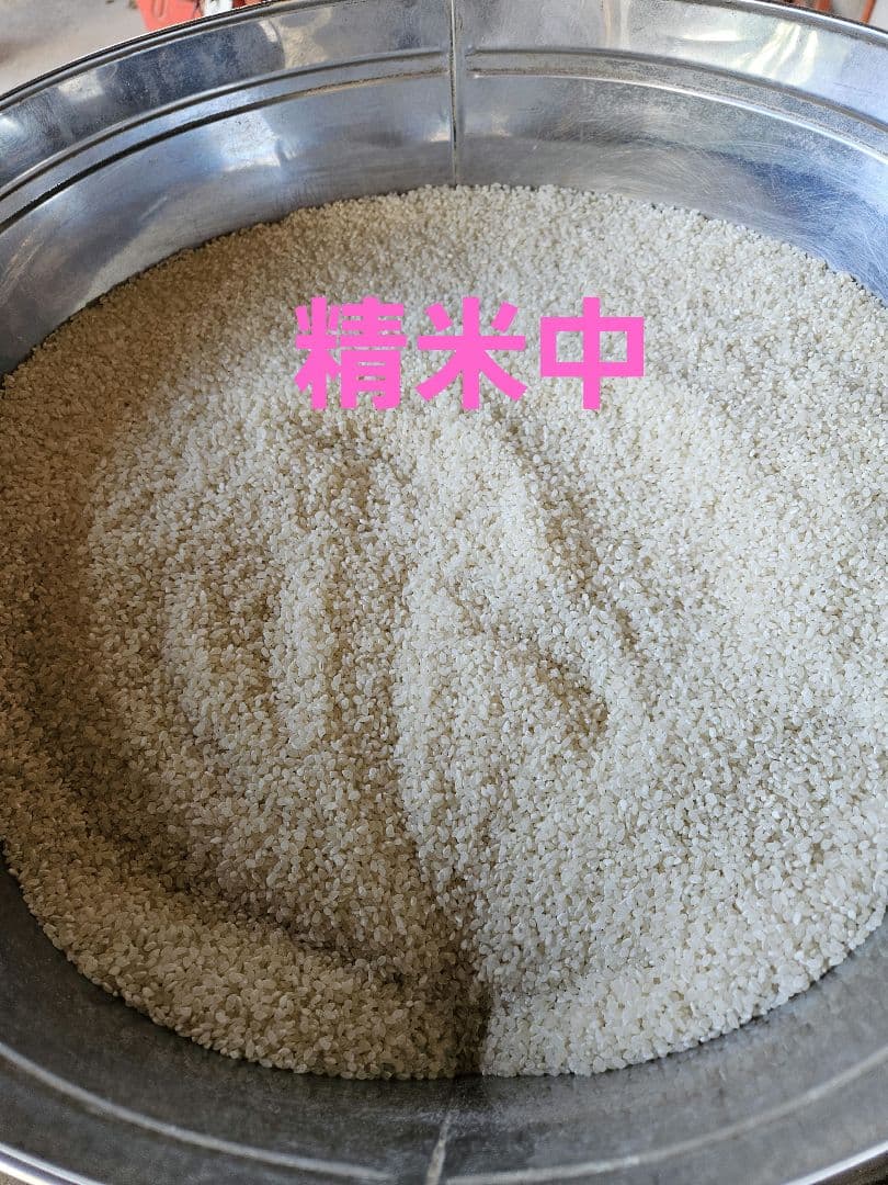 令和7年産　精米　10キロ　コシヒカリ