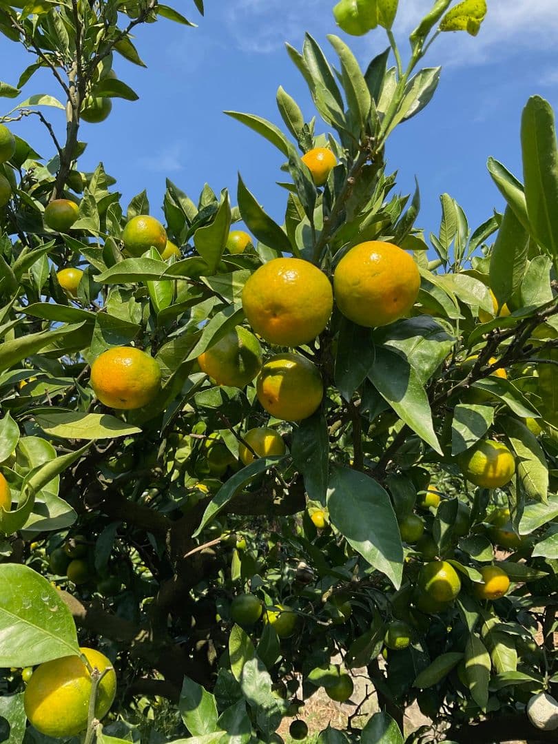和歌山県由良町　ゆら早生　秀品10kg