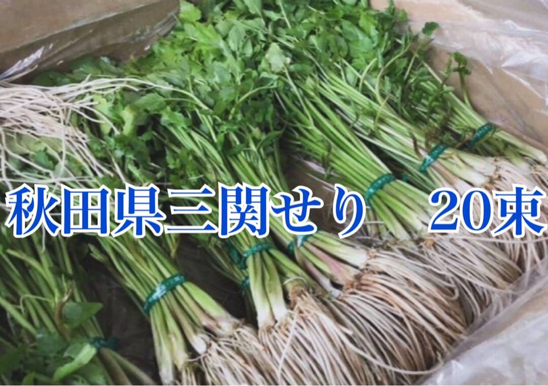 秋田県　三関せり　20束