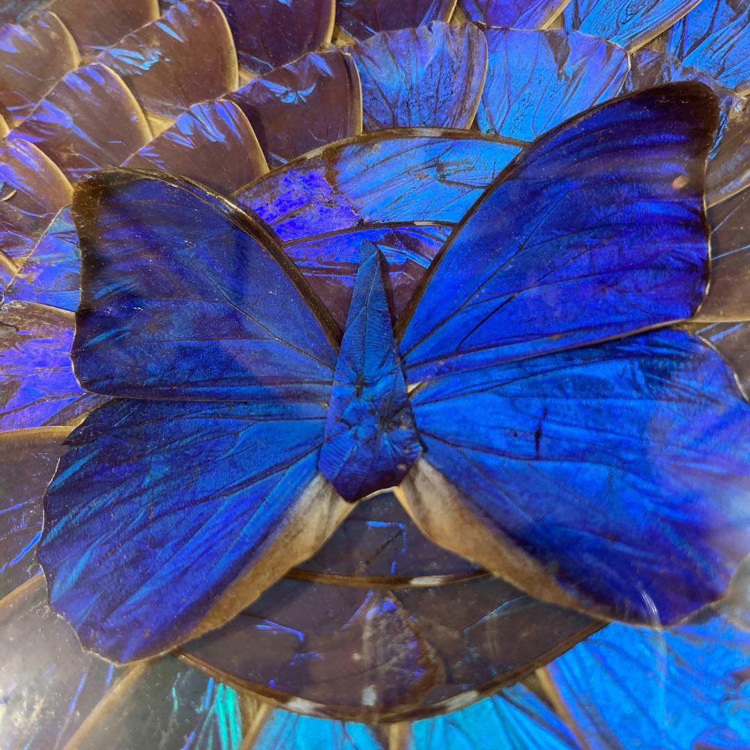 青色蝶　円形　壁掛け