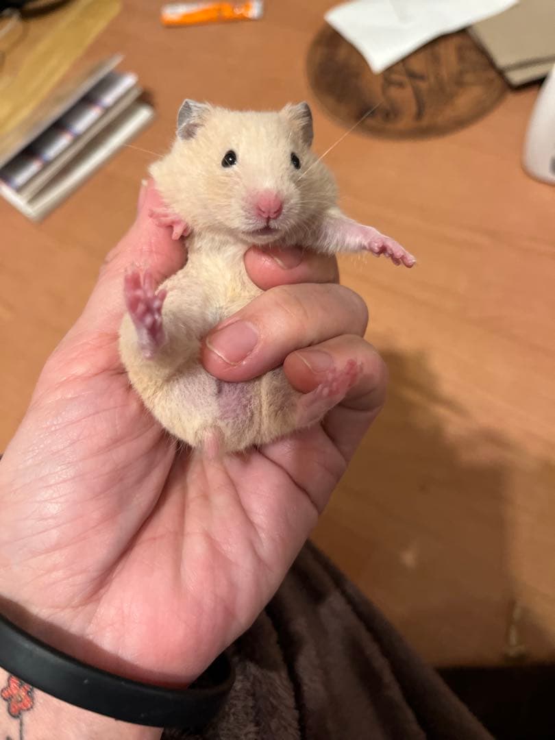 hnm_ra⭐️さまご確認用