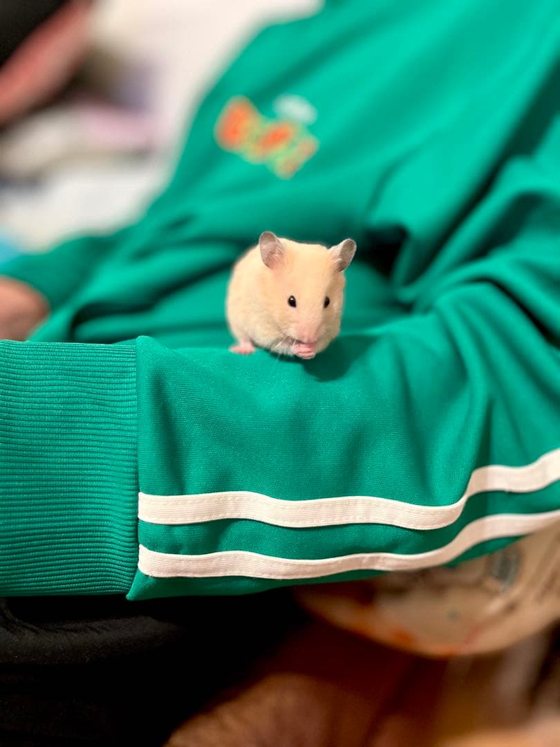 hnm_ra⭐️さまご確認用