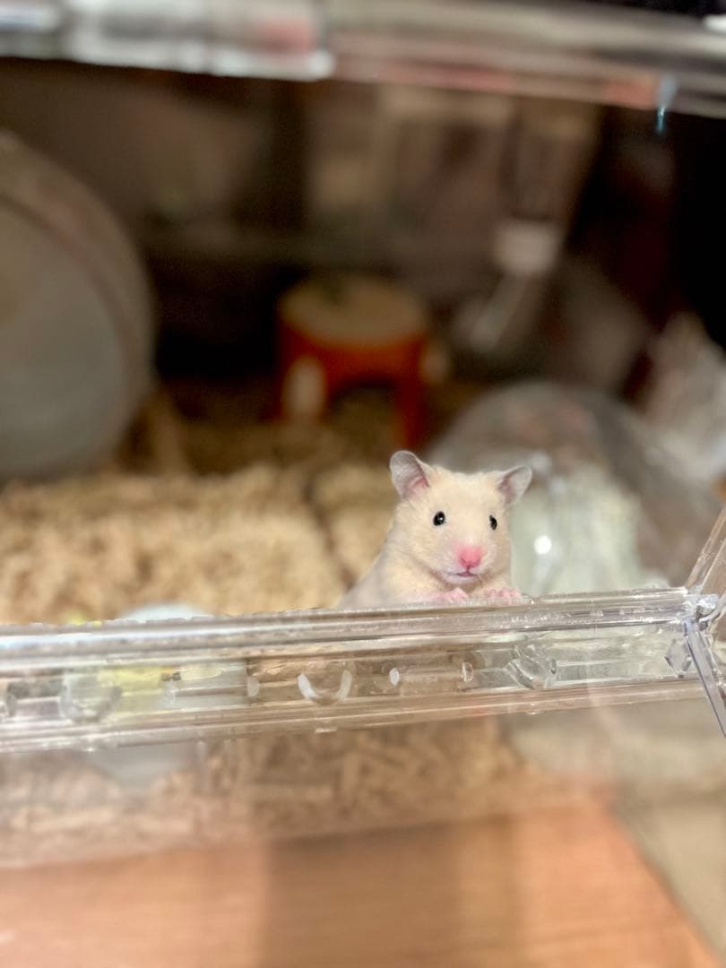 hnm_ra⭐️さまご確認用