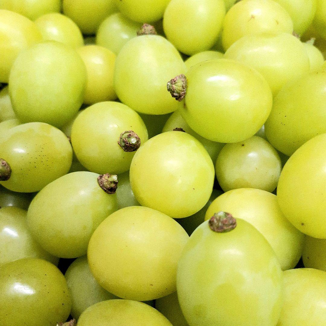 シャインマスカット大粒多め入り増量の、徳用5.5キロ入りの粒バック入りになります