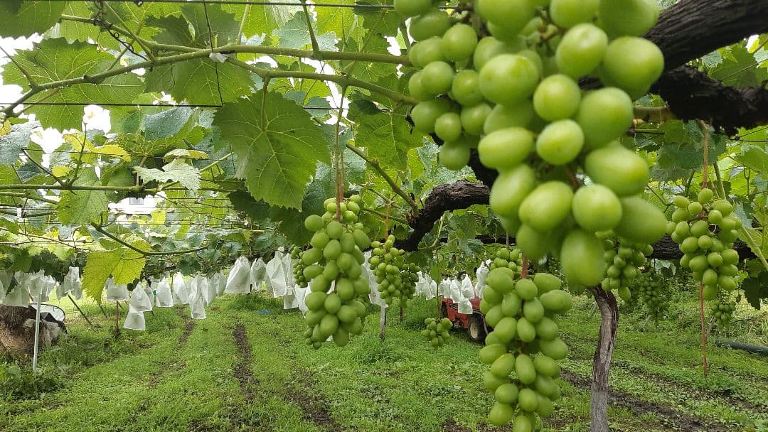 シャインマスカット大粒多め入り増量の、徳用5.5キロ入りの粒バック入りになります