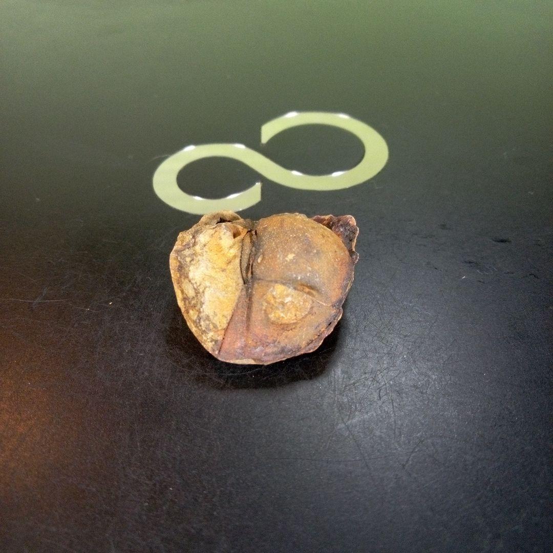 三葉虫　南米産　化石　fossil　ボリビア産　trilobite　南米化石郡③