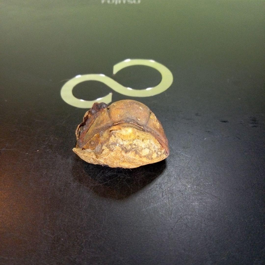 三葉虫　南米産　化石　fossil　ボリビア産　trilobite　南米化石郡③