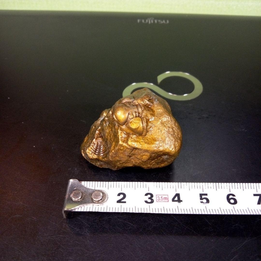 三葉虫　化石　fossil　ボリビア産　レア　Fossil管理④