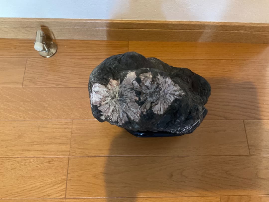 菊花石 台座付き